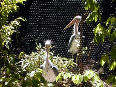 20 Emus 02.JPG