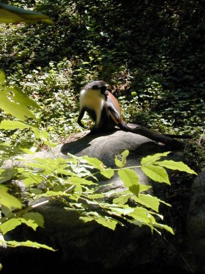 23 Monkey 02.JPG
