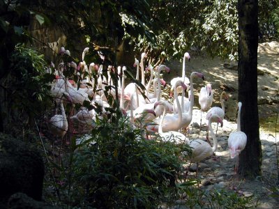 25 Flamingoes 02.JPG