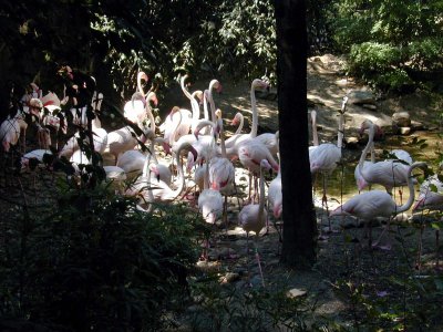 26 Flamingoes 03.JPG