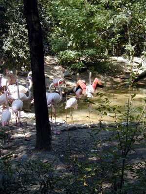 27 Flamingoes 04.JPG