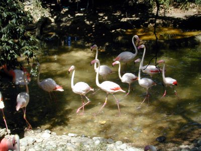 28 Flamingoes 05.JPG