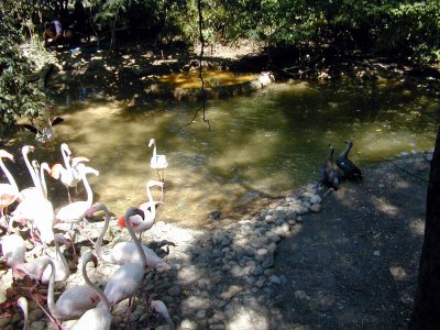 29 Herd geese 01.JPG