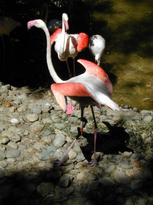 30 Flamingoes 06.JPG