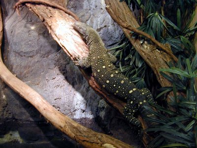 33 Komodo dragon 02.JPG