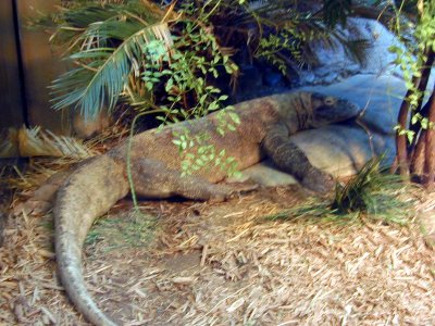 34 Komodo dragon 03.JPG