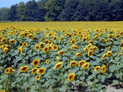 14 Sunflowers on Caulkins Rd. (September)