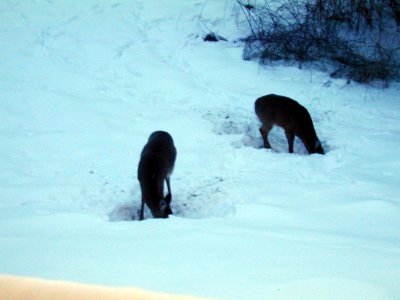 03 Burrowing deer.JPG