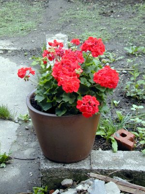 01 back yard 01.JPG