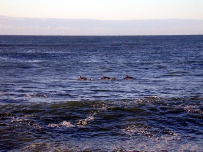 03 surfers 02.jpg