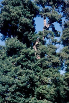 03 Branches.jpg