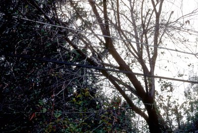 03 White squirrel in tree.jpg