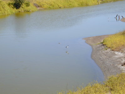 13 Ae'o at Kealia Pond 01.JPG