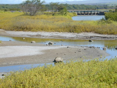 14 Ae'o at Kealia Pond 02.JPG