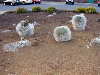 45 Silversword on Haleakala 02.JPG