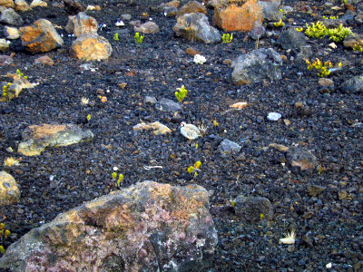 46 Chukar on Haleakala 01.JPG