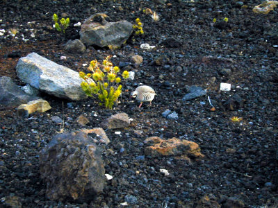 47 Chukar on Haleakala 02.JPG