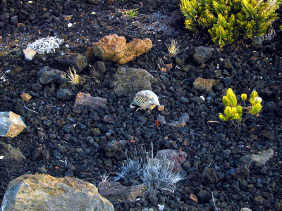 48 Chukar on Haleakala 03.JPG
