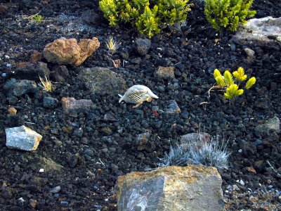 49 Chukar on Haleakala 04.JPG