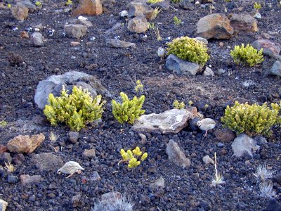 50 Chukar on Haleakala 05.JPG