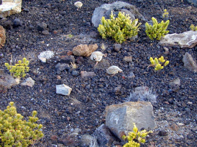 51 Chukar on Haleakala 06.JPG