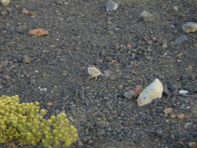 52 Chukar on Haleakala 07.JPG