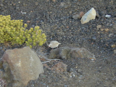 53 Chukar on Haleakala 08.JPG