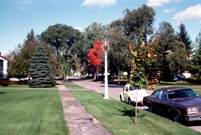 03 Tree beginning to turn on Sylvan Road.jpg