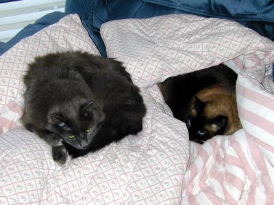 02 Max and Pandora 02.jpg