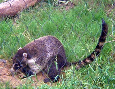 Coati.jpg