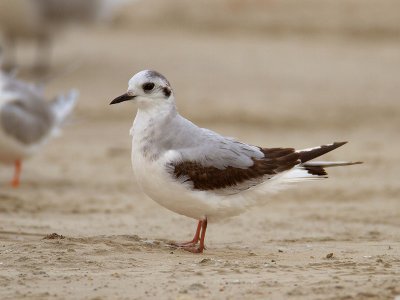 Little Gull