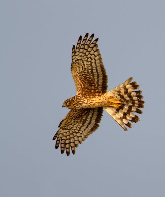 Northern Harrier