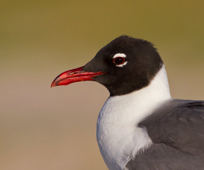 Laughing Gull