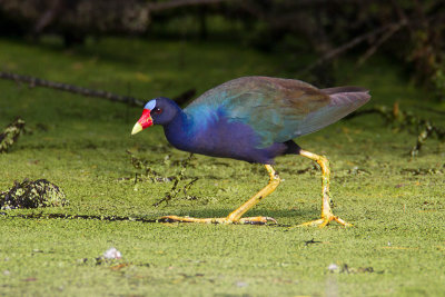 Purple Gallinule