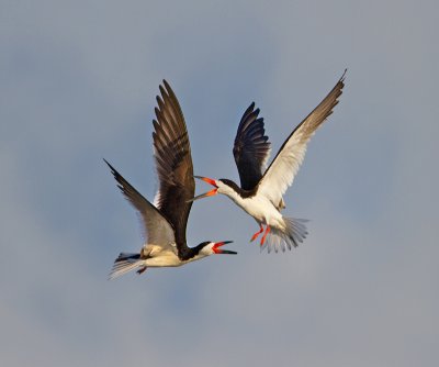 Black Skimmer