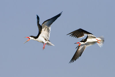 Black Skimmer