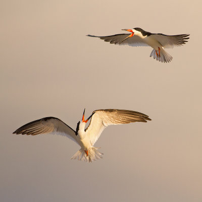 Black Skimmer