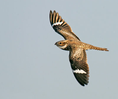 Common Nighthawk