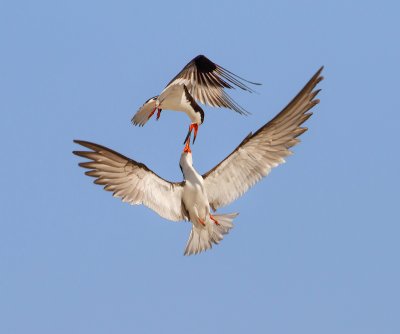 Black Skimmer