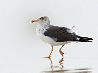 Lesser Black-backed Gull