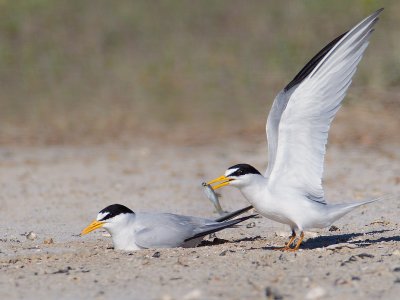 Least Tern