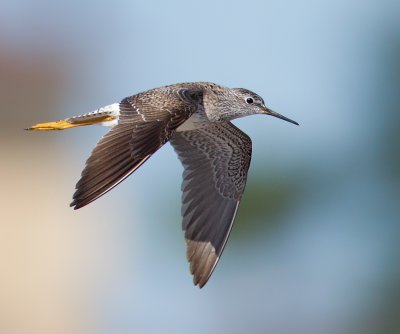 Lesser Yellowlegs