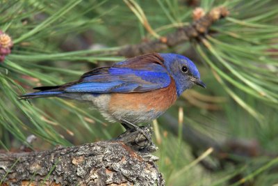 Western Bluebird