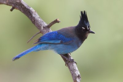 Steller's Jay