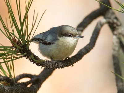 Pygmy Nuthatch