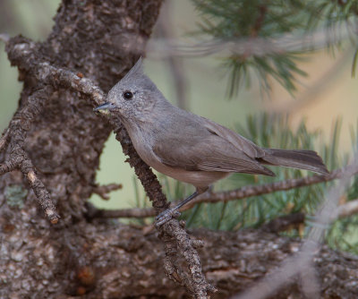 Juniper Titmouse