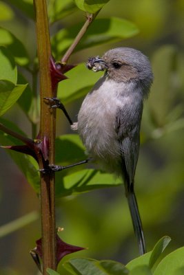 Bushtit