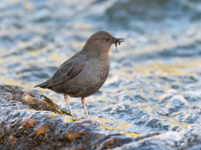 American Dipper