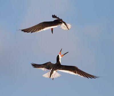 Black Skimmer