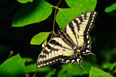 Papillon tigr du Canada